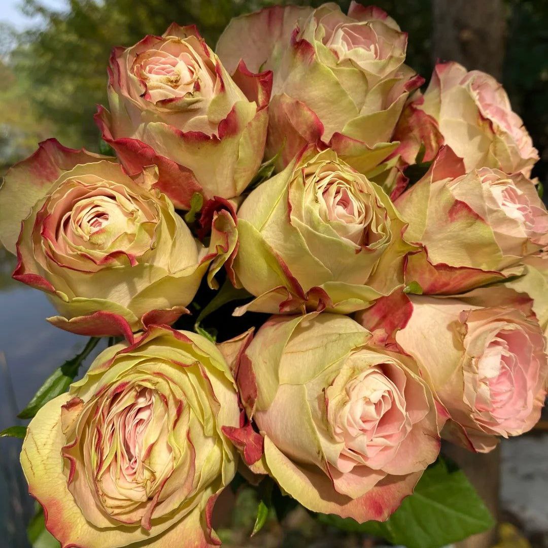 Аппер Сікрет (Apper Secret)