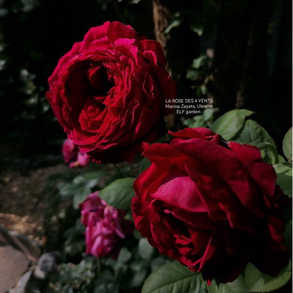 ЛЯ РОЗ ДЕ КАТРЕ ВЕНТС (ROSE DES 4 VENTS)