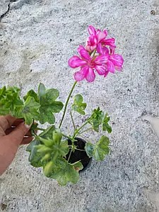 Пеларгонія ампельна Sunflair Lollipop Candy Pink (в горщику р.9)