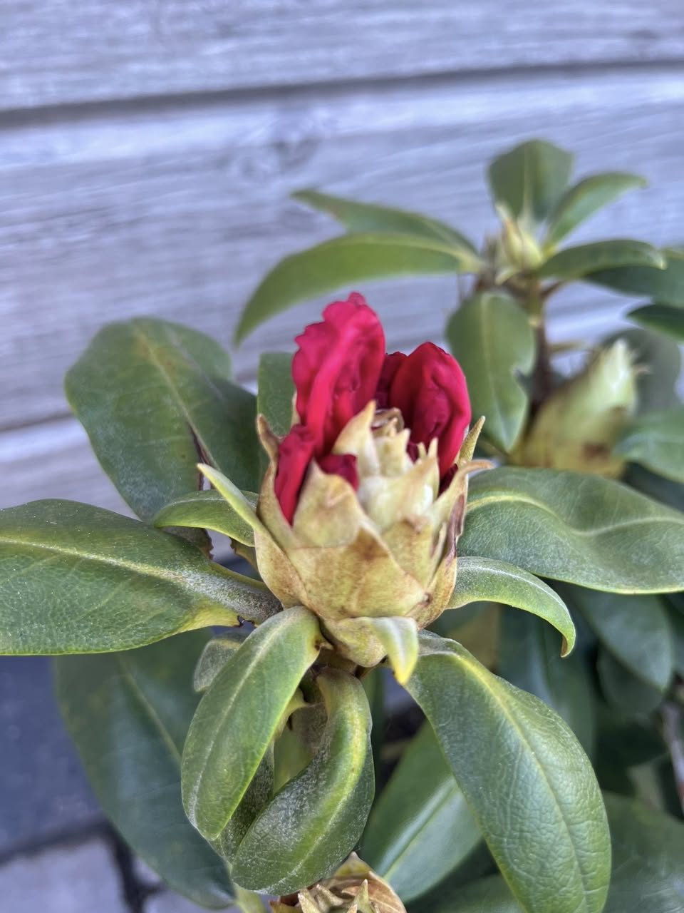 Рододендрон 'Астрід' (Rhododendron 'Astrid')