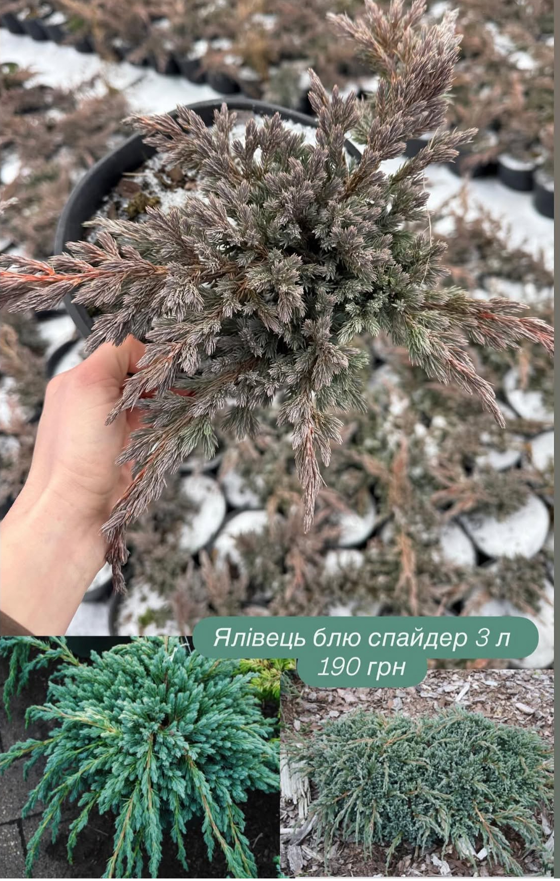 Ялівець блю спайдер 3 л