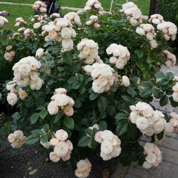 Буке Парфе — Bouquet Parfait