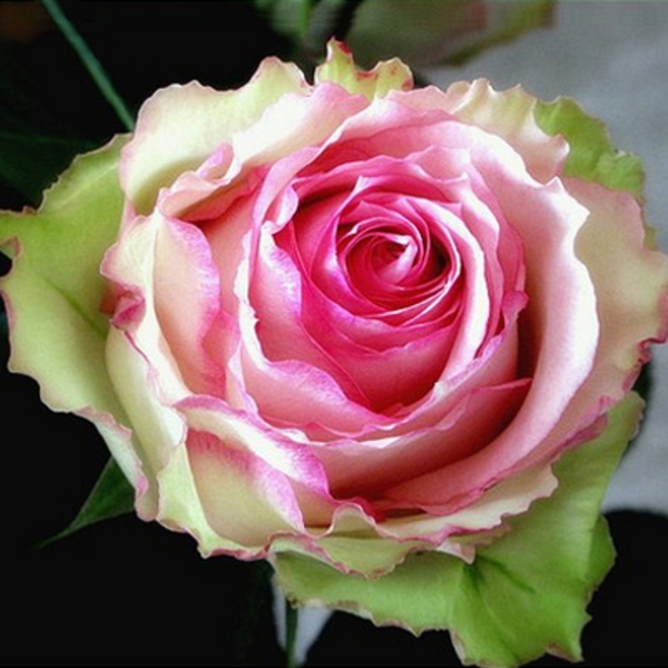 Меджик Мока — Magic Moka