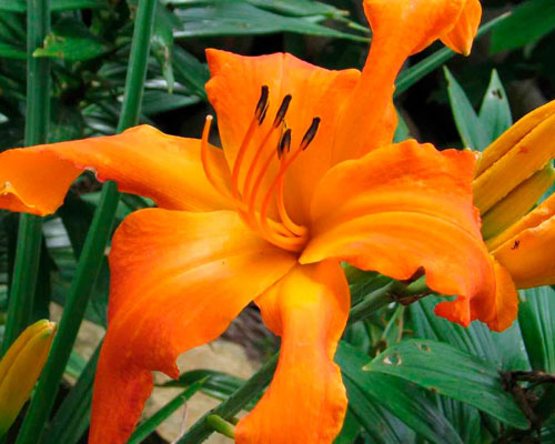 Лілейник №58 Праймал Скрім - Hemerocallis Primal Scream