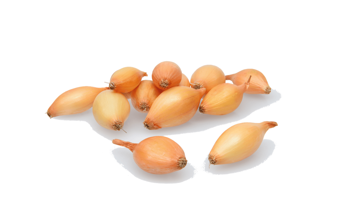 Цибуля-сіянка "Шекспір" (Shakespeare) TOP ONION