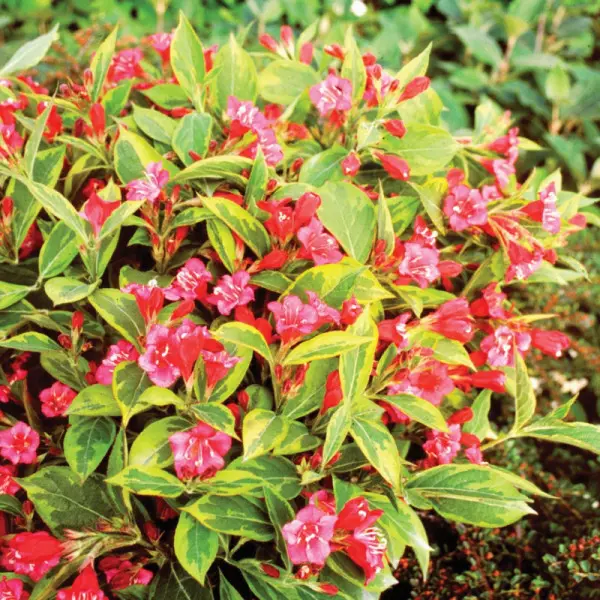 🌺 Вейгела квітуча Brigela (Вейгела "Брігела")