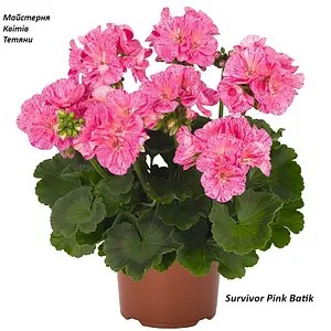 Пеларгонія Зональна Survivor Pink Batik (касетна розсада)