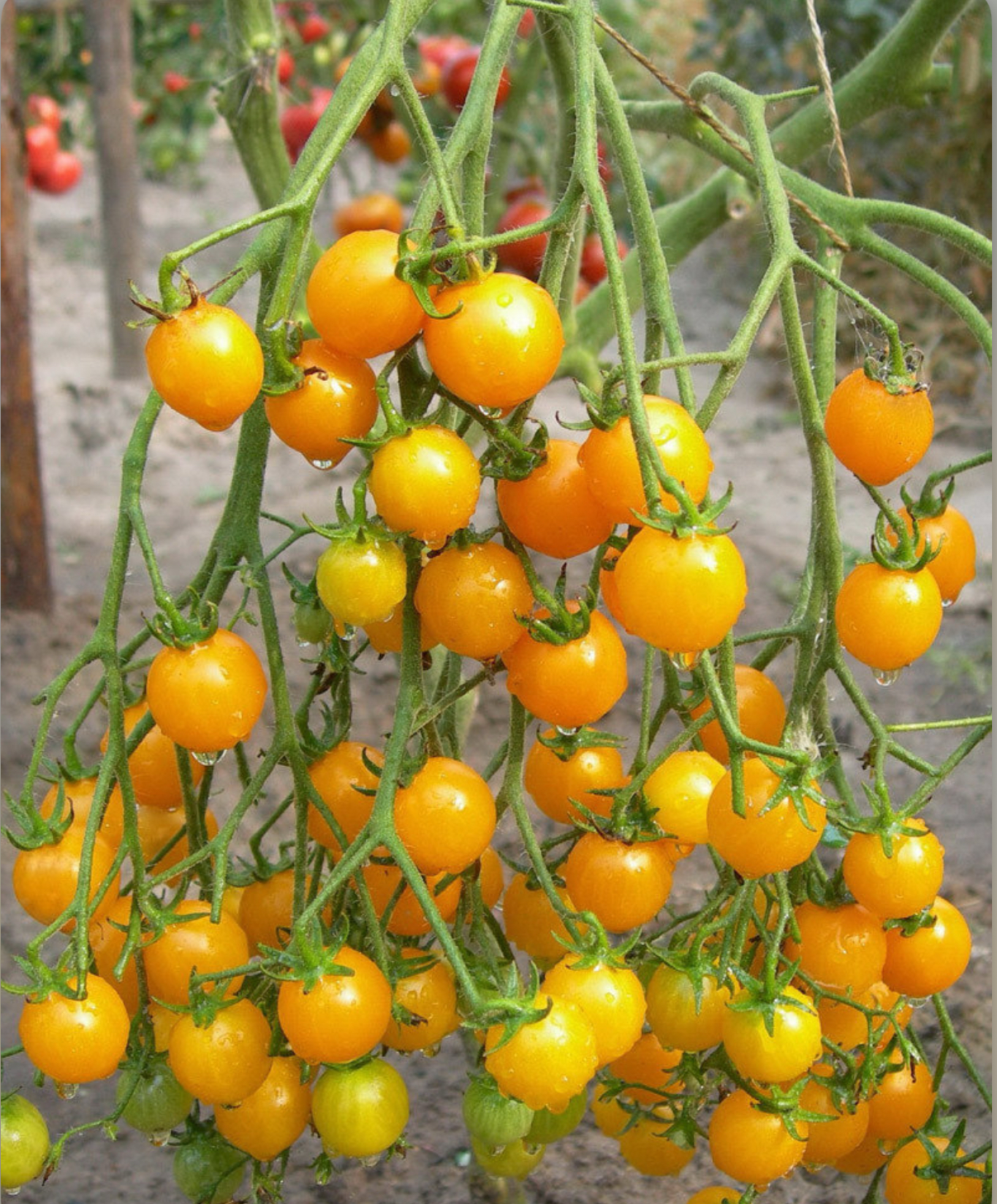 Помідори Черрі жовті 0,2 г (АгроМайстер)