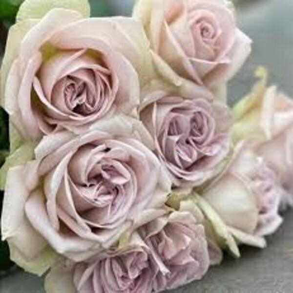 Шейдс оф Грей — Shades of Grey