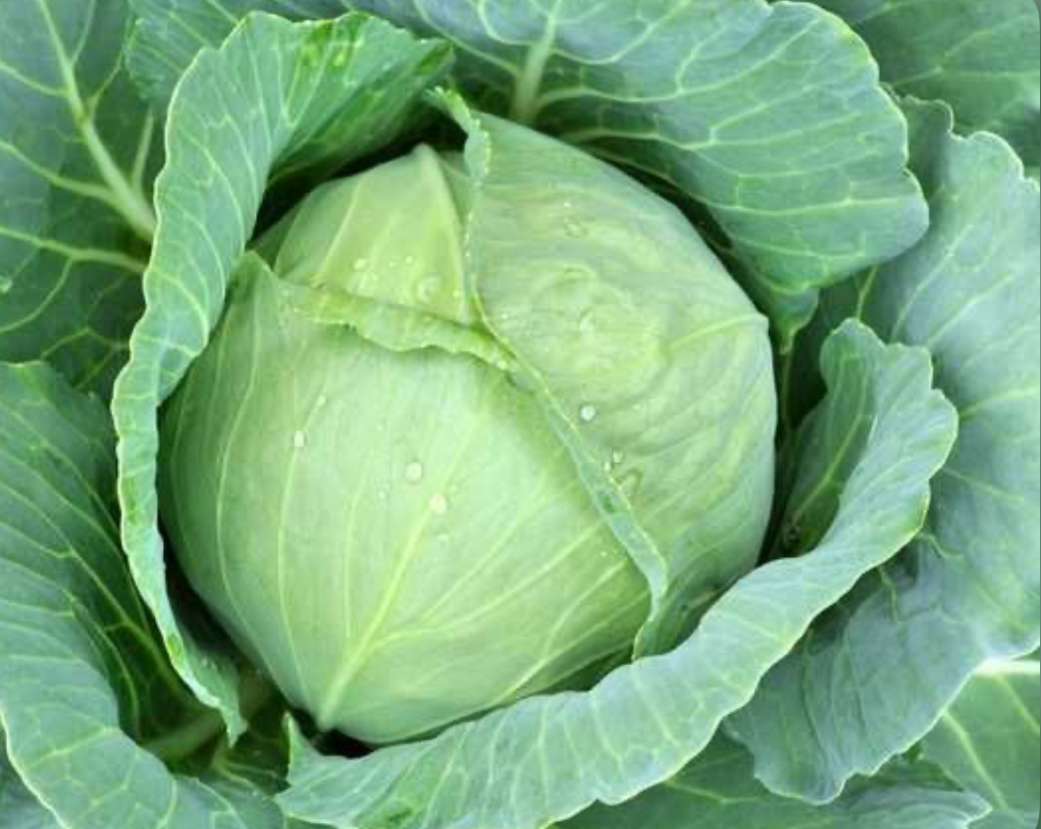 Капуста Амагер 1 г UA (Агро Майстер)