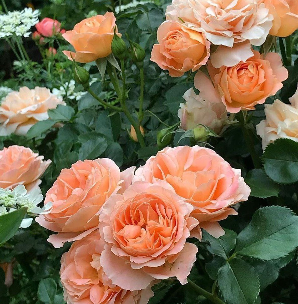 Шато де Вомаркюс (Chateau de Vaumarcus)