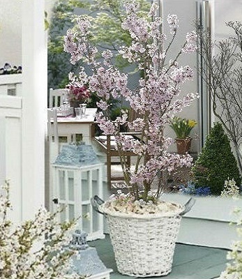 🌸 Сакура японська "Kojo-No-Mai"