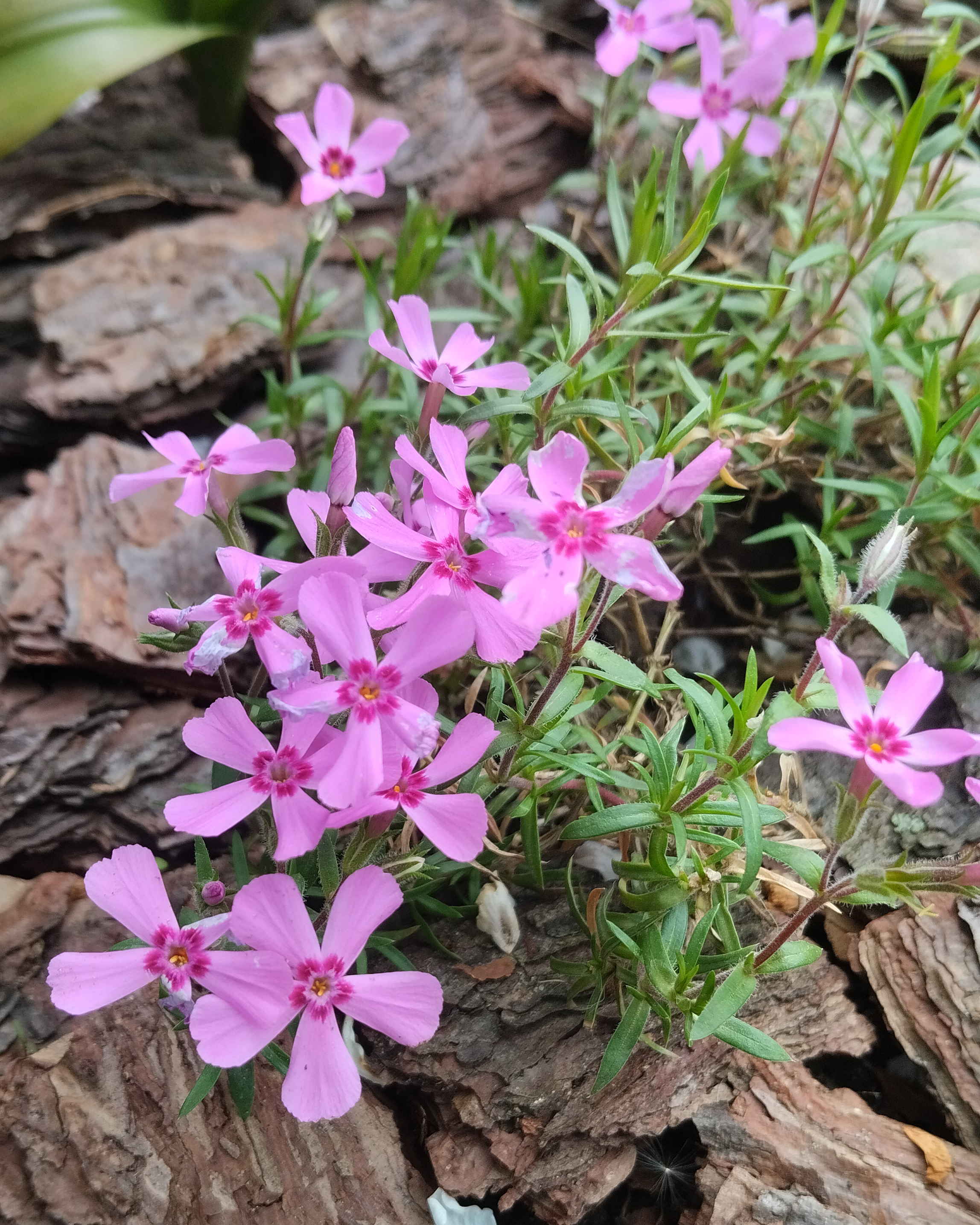 Флокс шилоподібний "Малинове Око" (Phlox subulata)