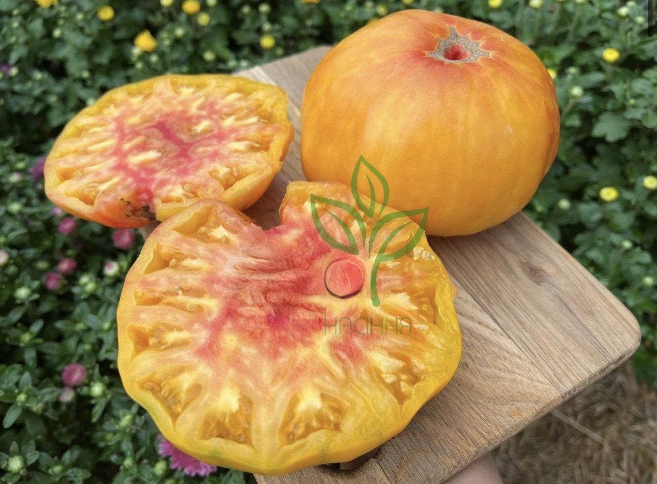 Помідор серафимо 20 шт