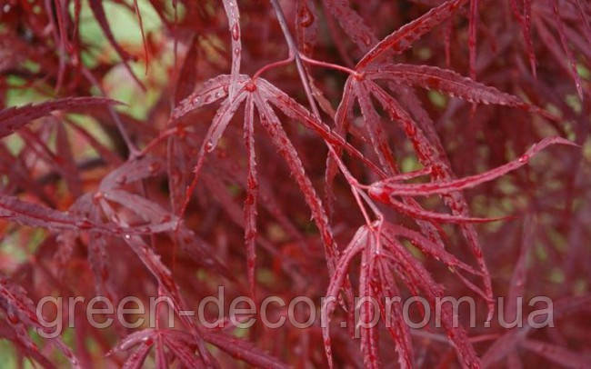 Клен пальчастий "Хіппос Ред Віллоу" Acer palmatum ‘Hippos Red Willow’ /h30-40