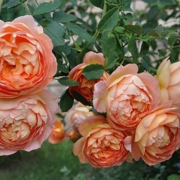 ЛЕДІ ОФ ШАЛОТ (Lady of Shalott)