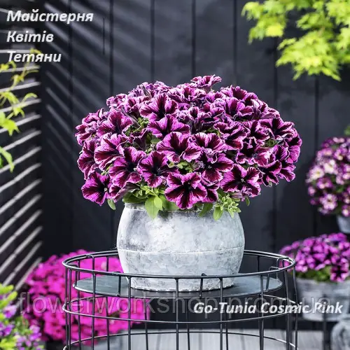 Петунія Go-Tunia Cosmic Pink (в горщику )