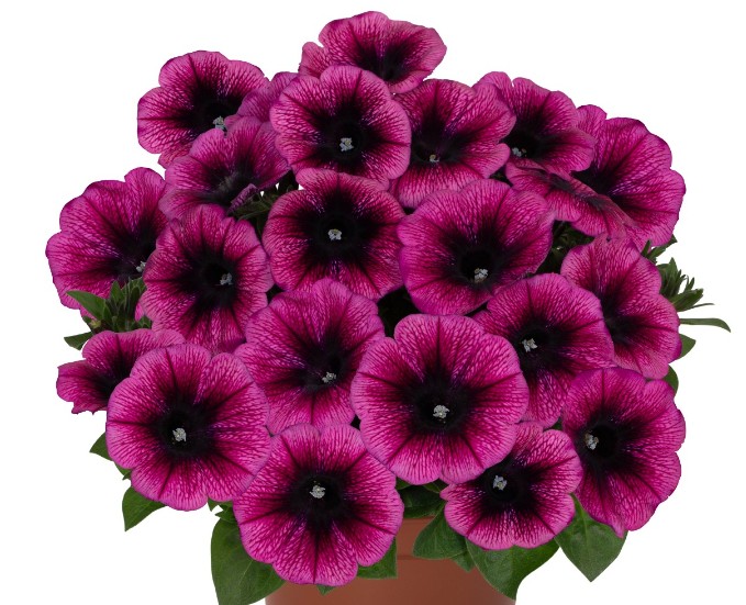 Петунія  Sweetunia Purple Gem