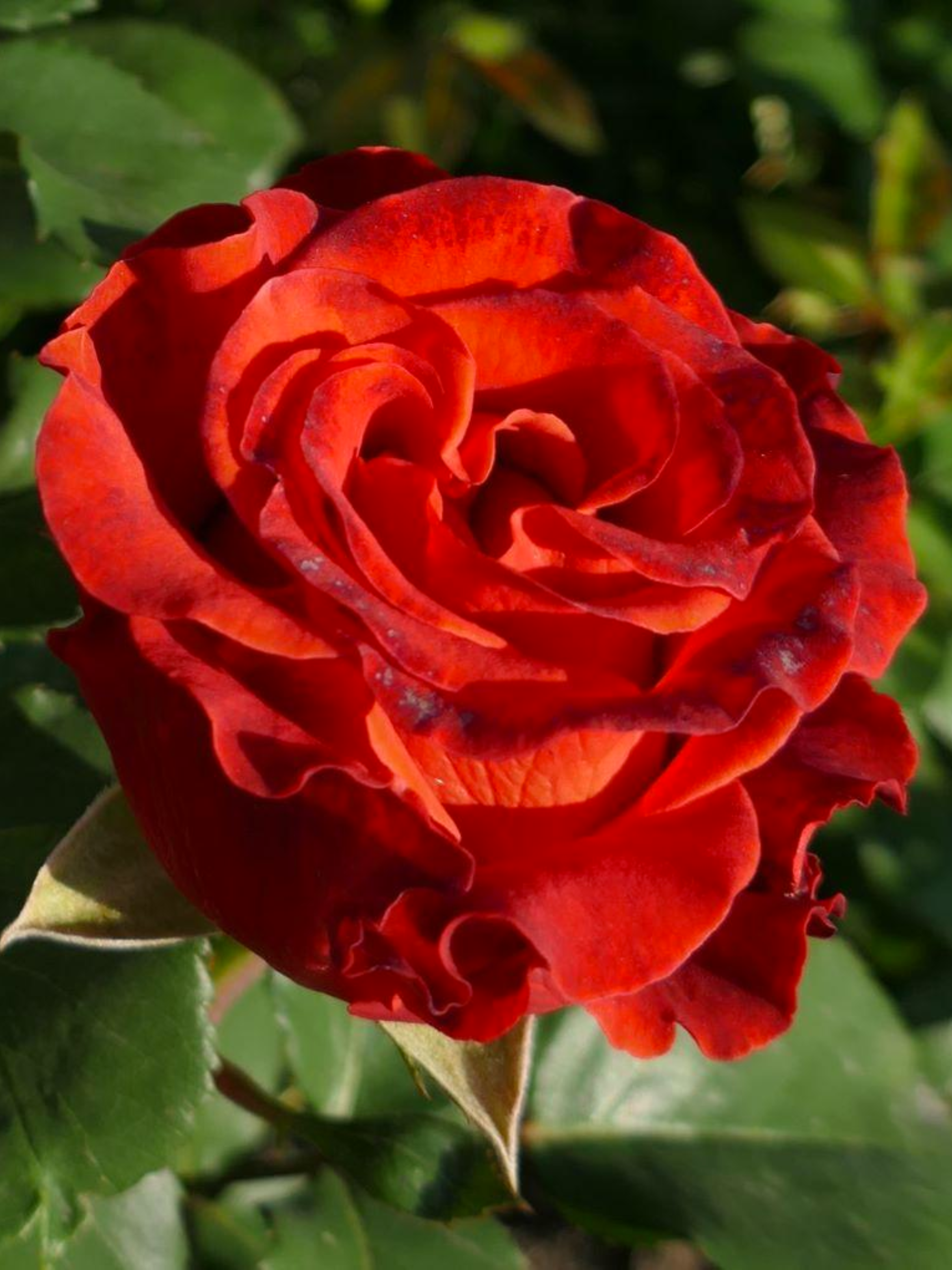 Троянда чайно-гібридна El Toro