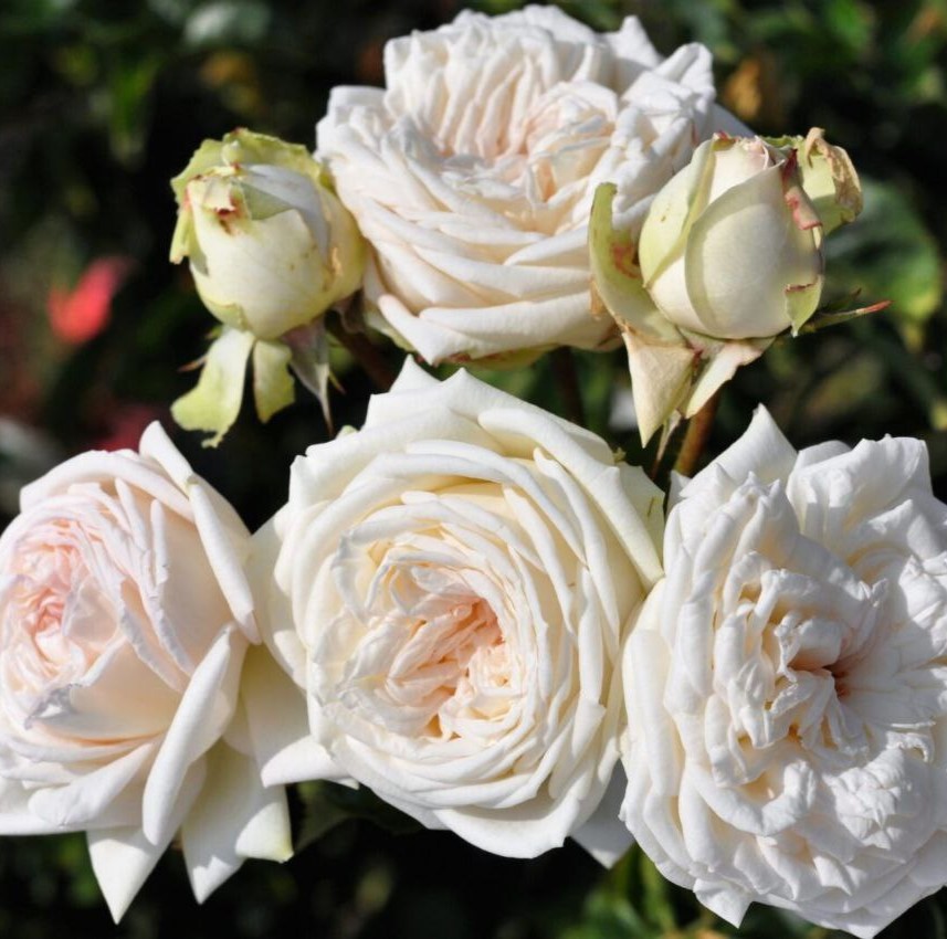 Мадам Анісет (Madame Anisette)