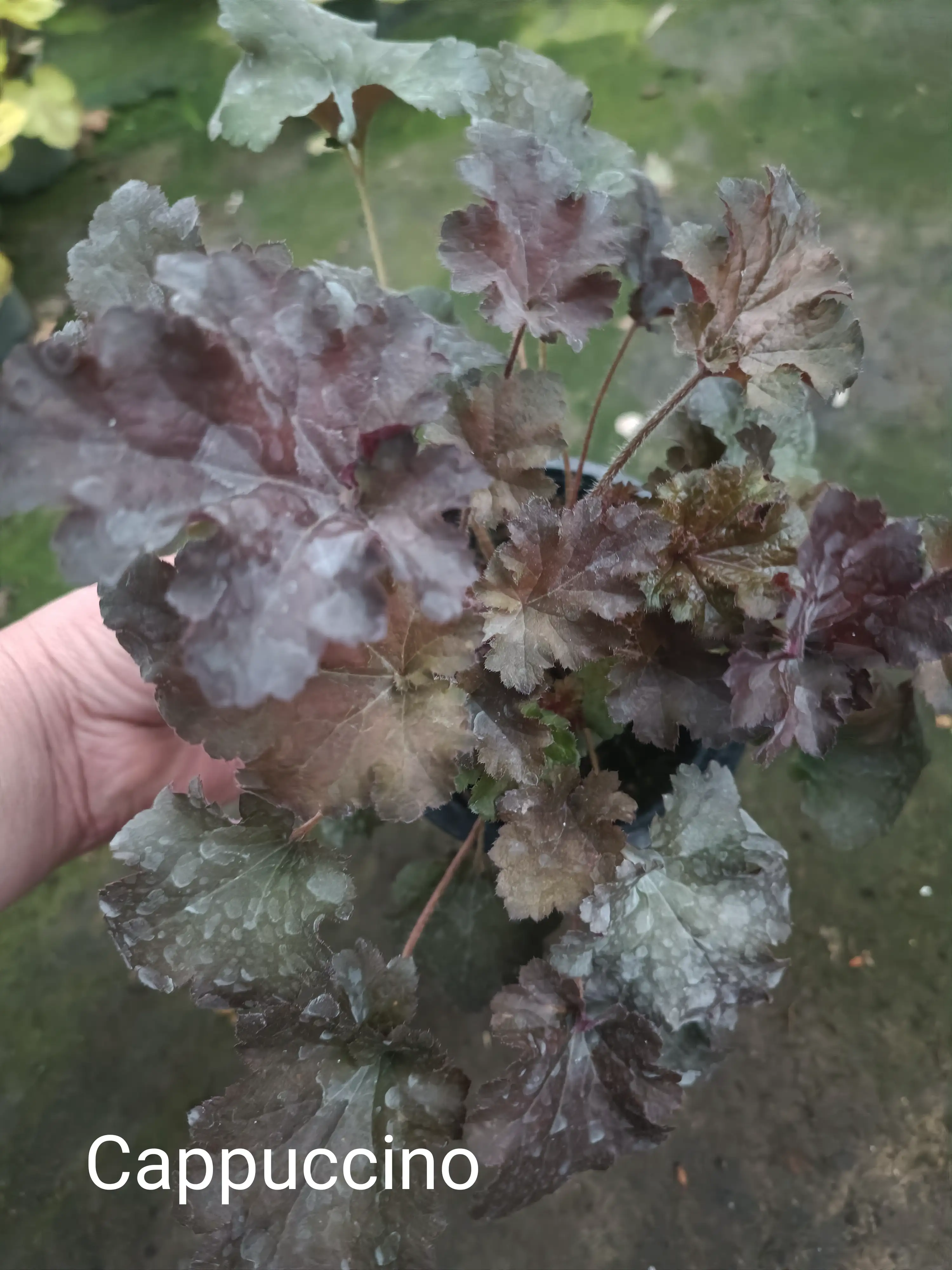 Гейхера Cappuchino у горщику р.12