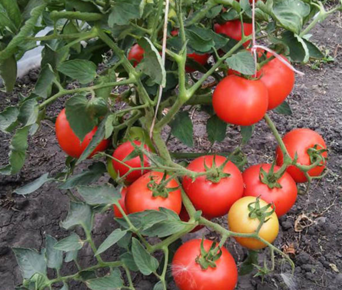 Помідор Бобкат F1 (20 н.) SG