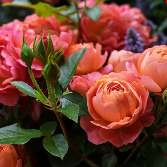 Amber Bay — Ембер Бей