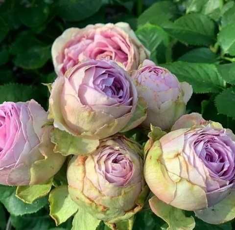 ЛАВАНДЕР ЛЕЙС ( Lavander Lace) сучасний великоквітковий спрей