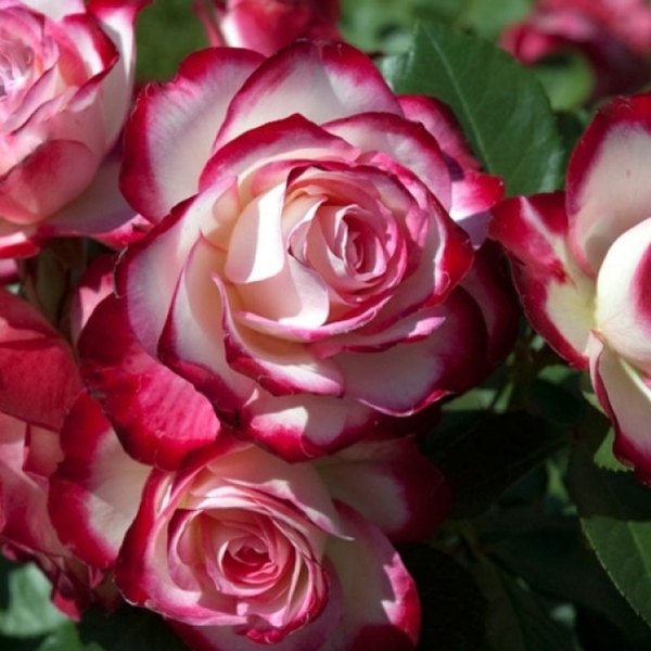 Ювілей Принца Монако — Jubile du Prince de Monaco