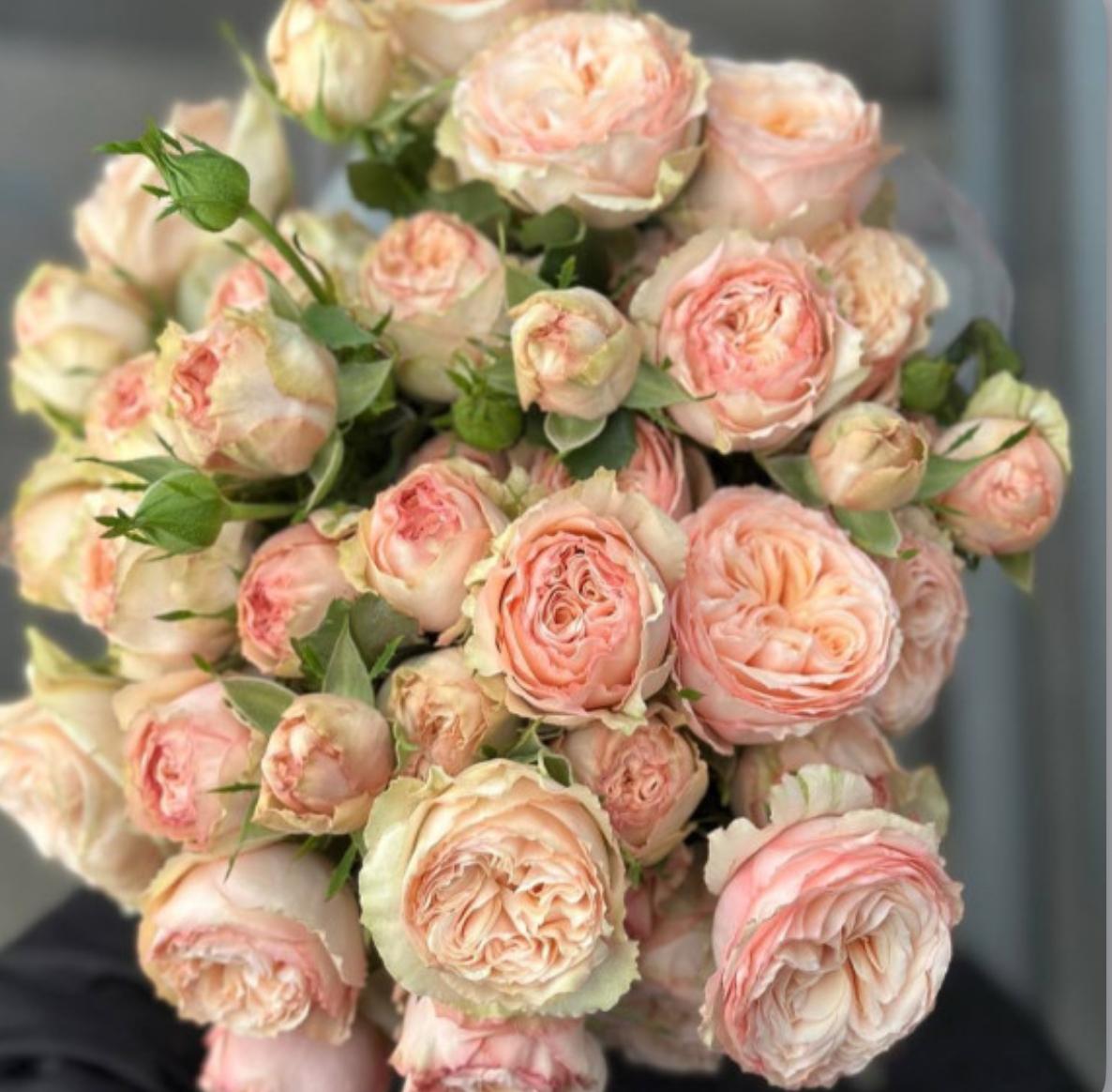 Троянда бордюрна 2 р ( ЗКС)