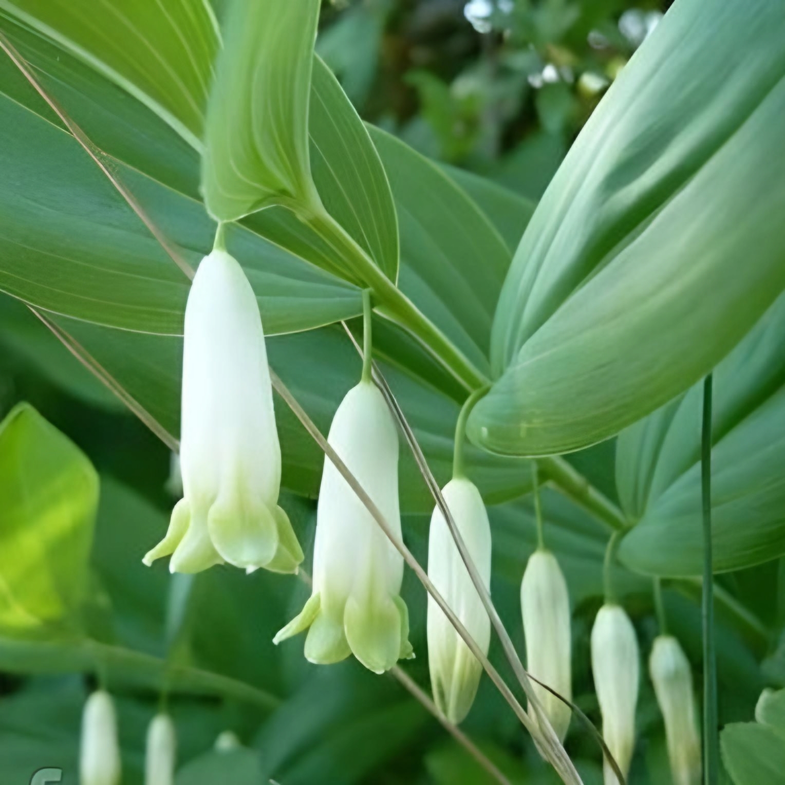 Купена (корінь)