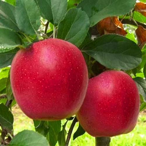 Яблуня Гала Маст