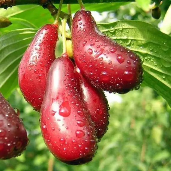 Кизил Лук'янівський