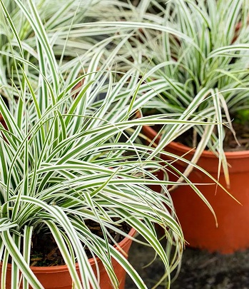🌿 Carex "Everest"