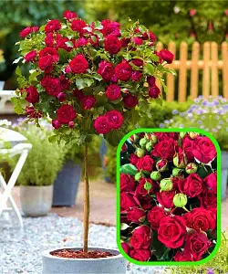 Троянда на штамбі Ель Торо