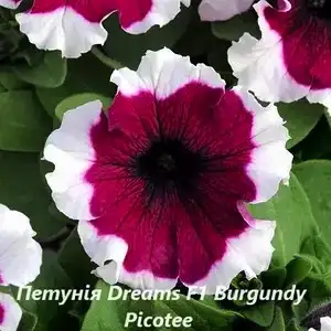 Петунія F1 Dreams Burgundy Picotee (касетна розсада)
