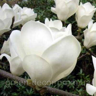 Магнолія 'Crystal Tulip' (Magnolia 'Crystal Tulip') — 70-110, C7,5