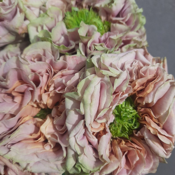 Ель Патрон — El Patron