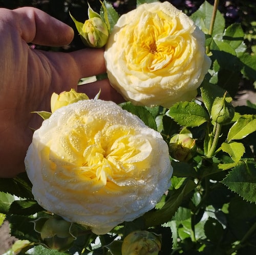 Лемон Помпон (Lemon Pompon)