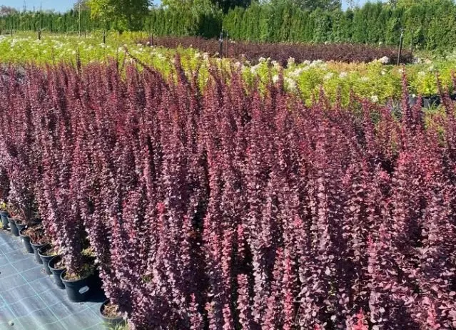 🌿 Барбарис "Dariusz" (Berberis thunbergii "Dariusz")