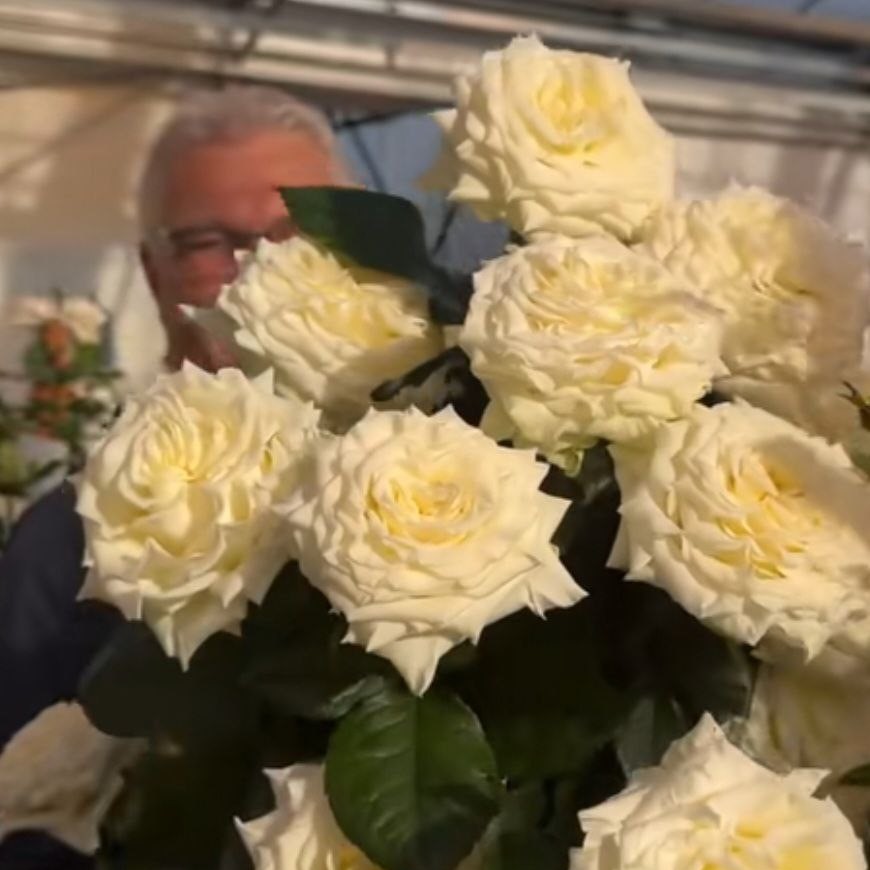 Енджел Експрешн (Angel X-Pression)