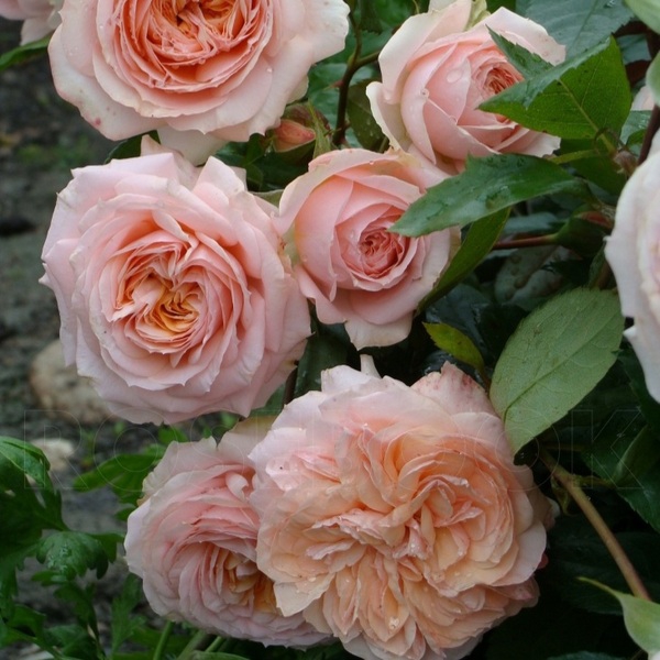 Сурір дю Хавр — Sourire du Havre