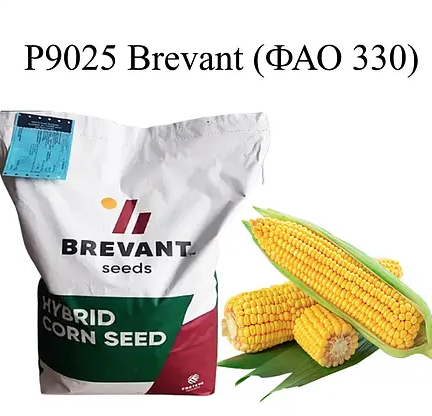 Насіння кукурудзи Р9025 Бревант ФАО 330 Кукурудза високої врожайності