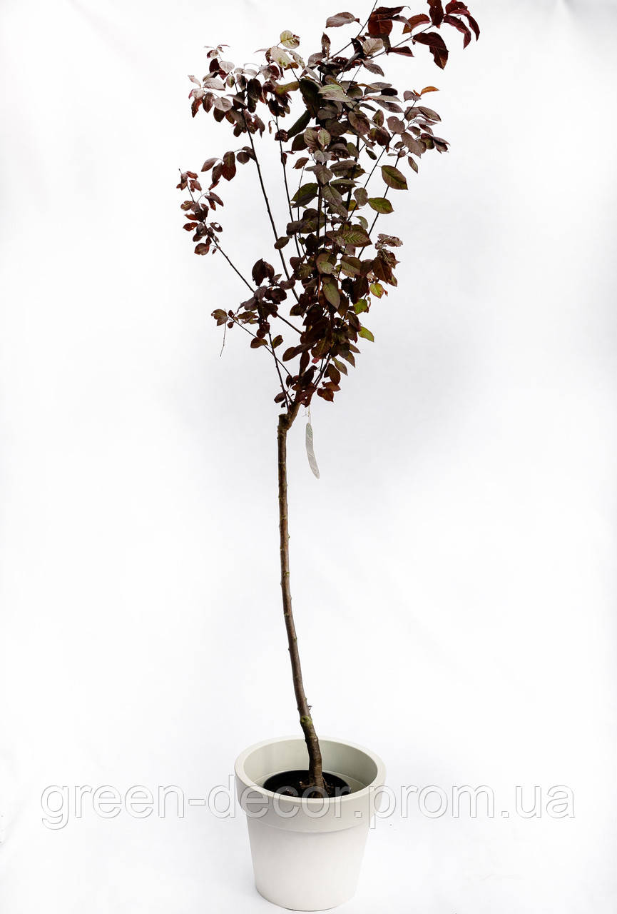 Слива вишнеплідна Пісарди / Prunus cerasifera Pissardii stam 70-80 h150-170