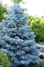 Ялиця одноцвітна "Блю Клоак" Abies concolor ‘Blue Cloak’ /h30-40