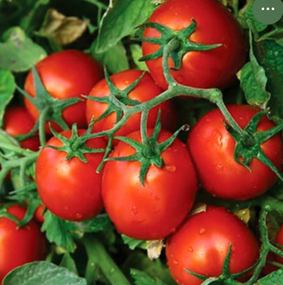 Помідор Астерікс 20 насінин