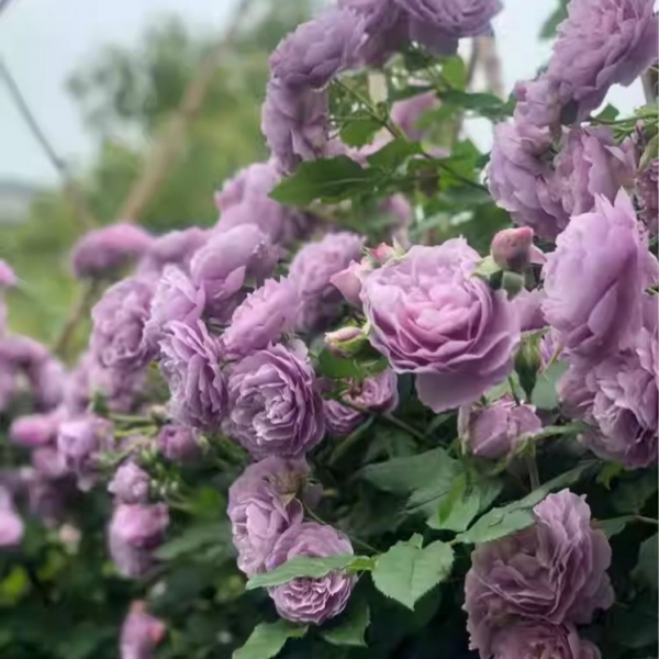 ЛАВАНДЕ БУКЕТ ( Lavander Bouquet) плетиста