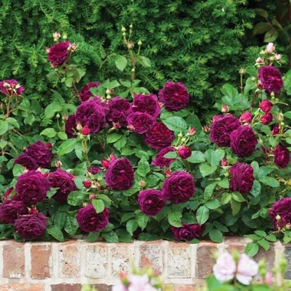 Манстед Вуд — Munstead Wood