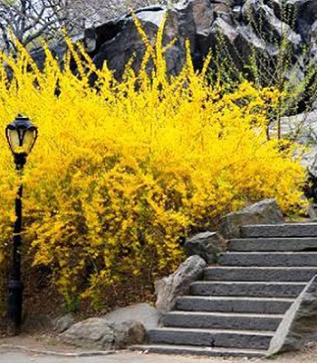 🌼 Форзиція європейська