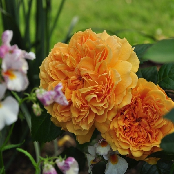 Лі Туту — Leah Tutu